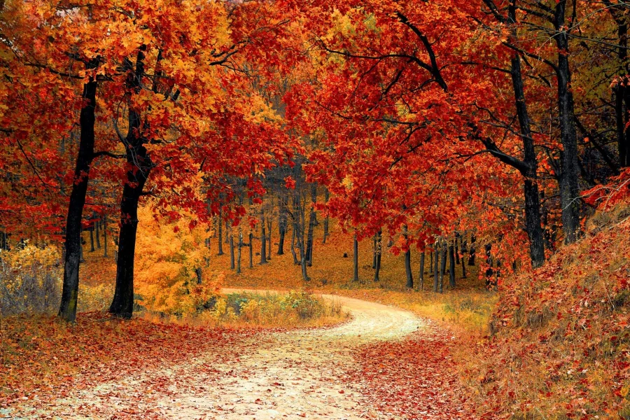An image of an autumnal scene, with red, orange and golden colours